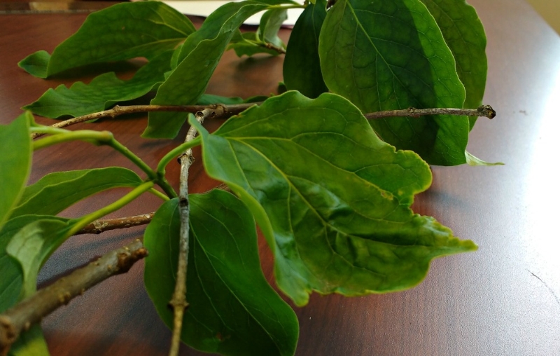 lilac tree distorted leaves PlantDOC