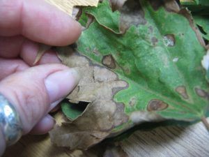 maple leaf disease plantdoc