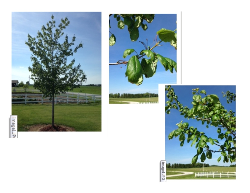 Maple leaf curl PlantDOC