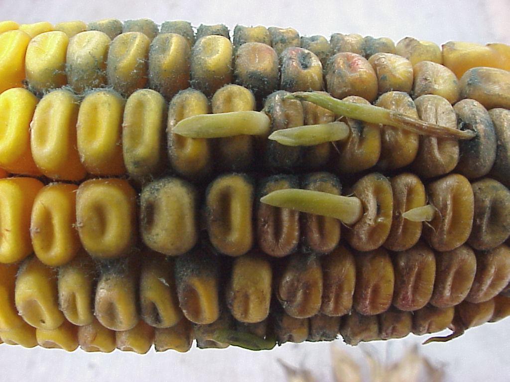 moldy-corn-plantdoc