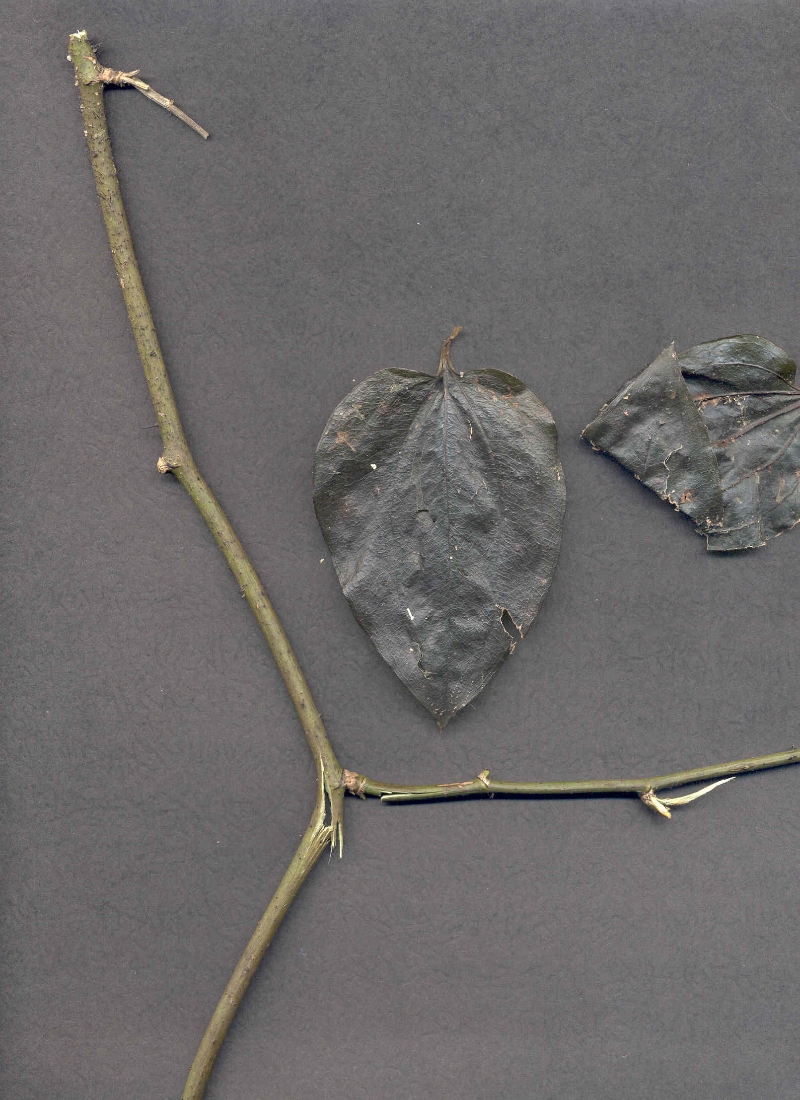 Unidentified Woody Plant PlantDOC