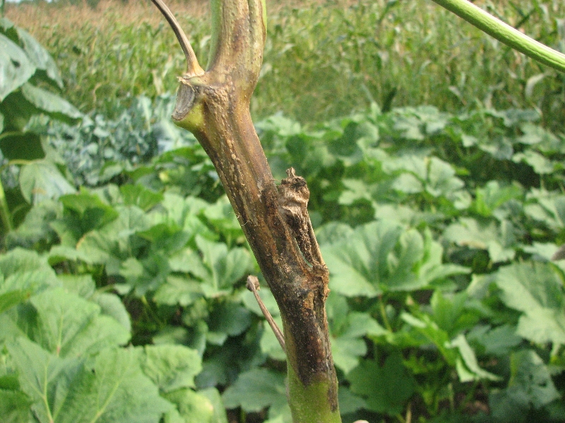 cucumber and okra vascular disease? PlantDOC