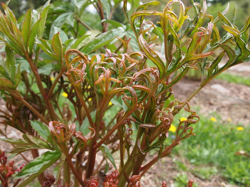 commercial-peony-farm-plant-damage-plantdoc