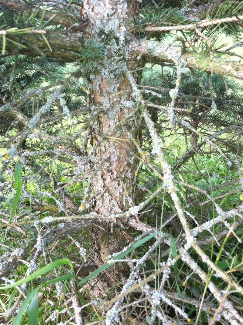 Pine Tree Fungus PlantDOC