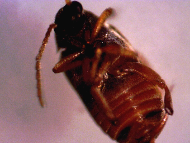 Pantry pest id PlantDOC
