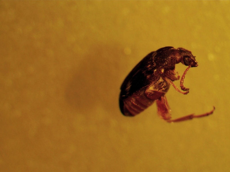 Pantry pest id PlantDOC