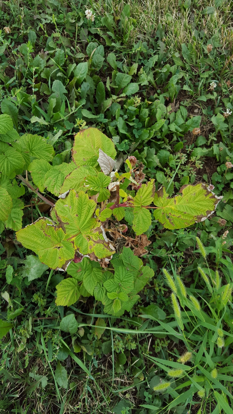 Raspberry plants dying PlantDOC