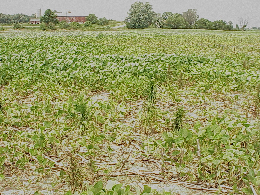 soybean injury PlantDOC