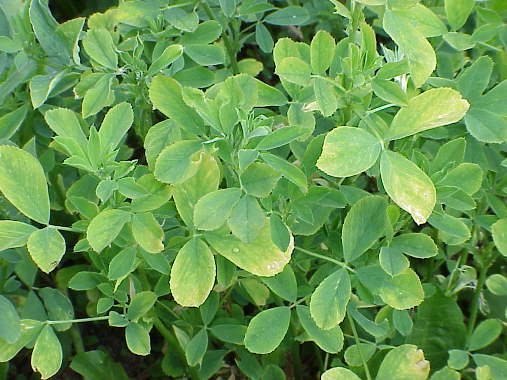 Verticillium wilt in Alfalfa PlantDOC