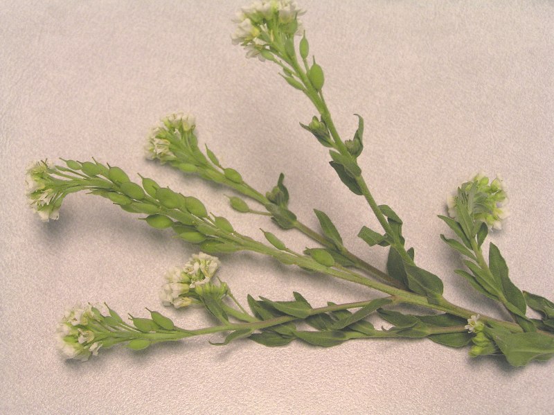 Hay Field Weed ID PlantDOC