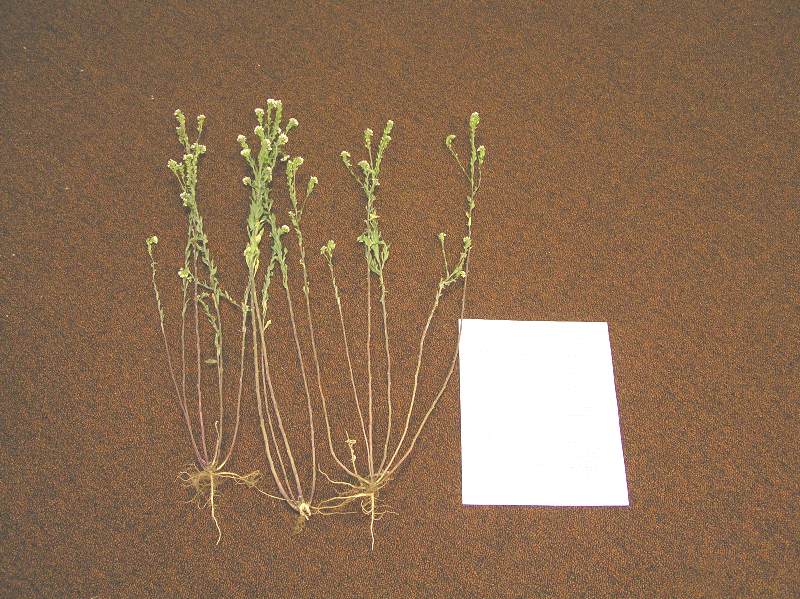 Hay Field Weed ID PlantDOC