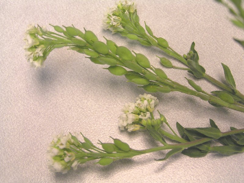 Hay Field Weed ID PlantDOC