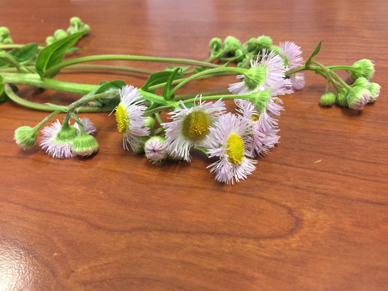 Hay field weed PlantDOC