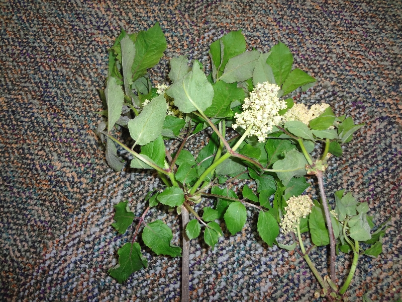 Woody Plant PlantDOC