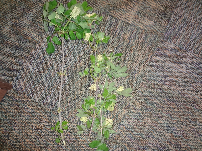 Woody Plant PlantDOC