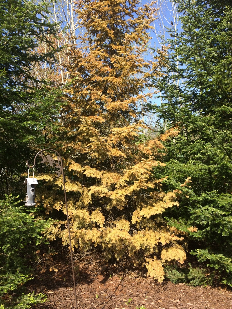 Balsam Fir Turning Yellow PlantDOC