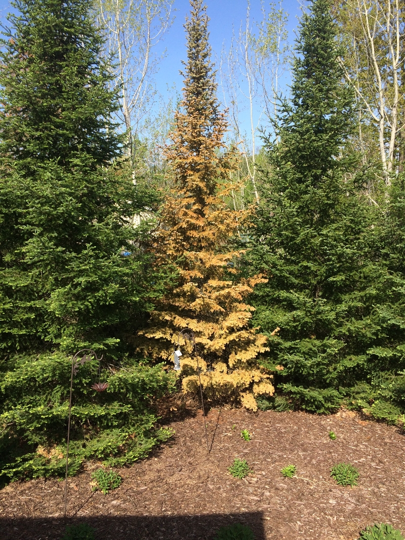 Balsam Fir Turning Yellow PlantDOC