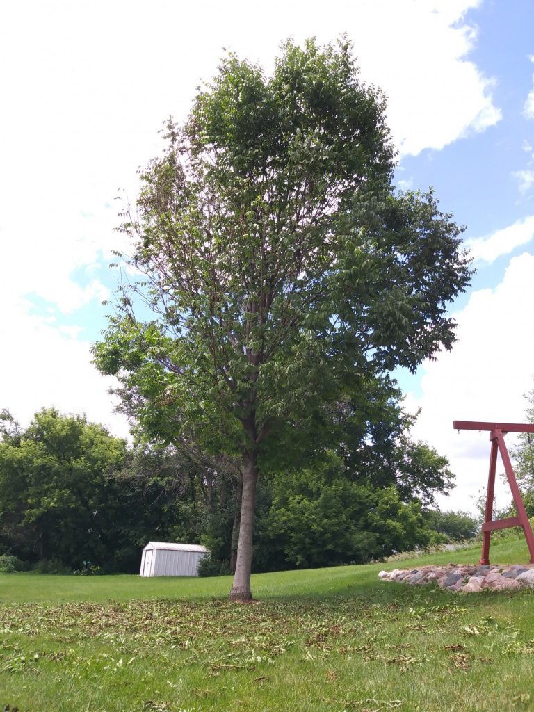 Ash Tree losing leaves PlantDOC
