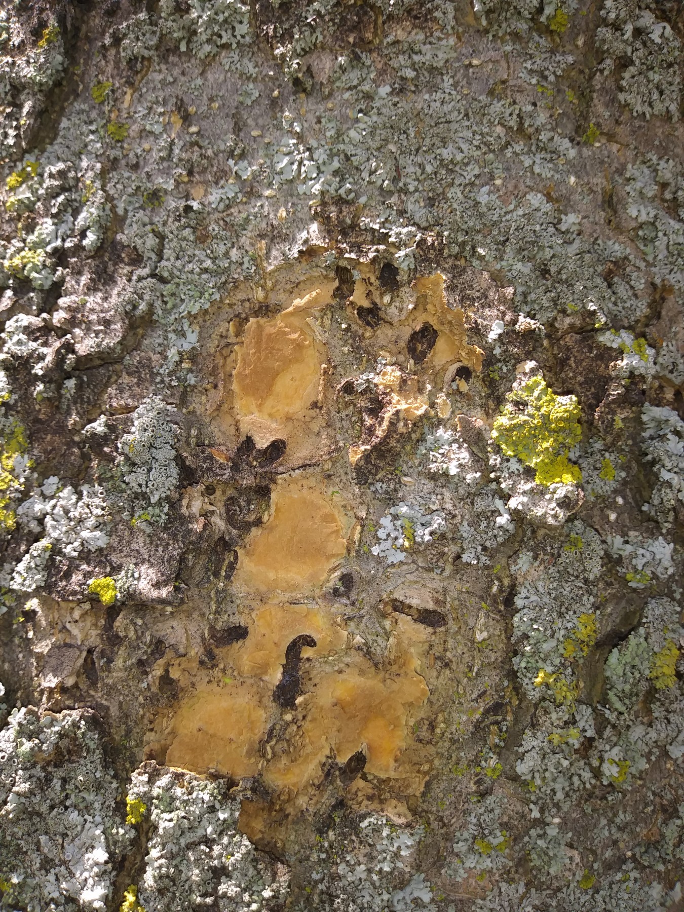 Ash Tree losing leaves PlantDOC