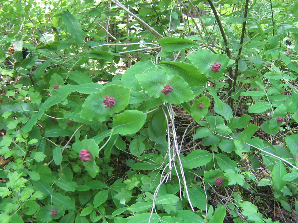 Plant found in woods along the bank of a creek. PlantDOC