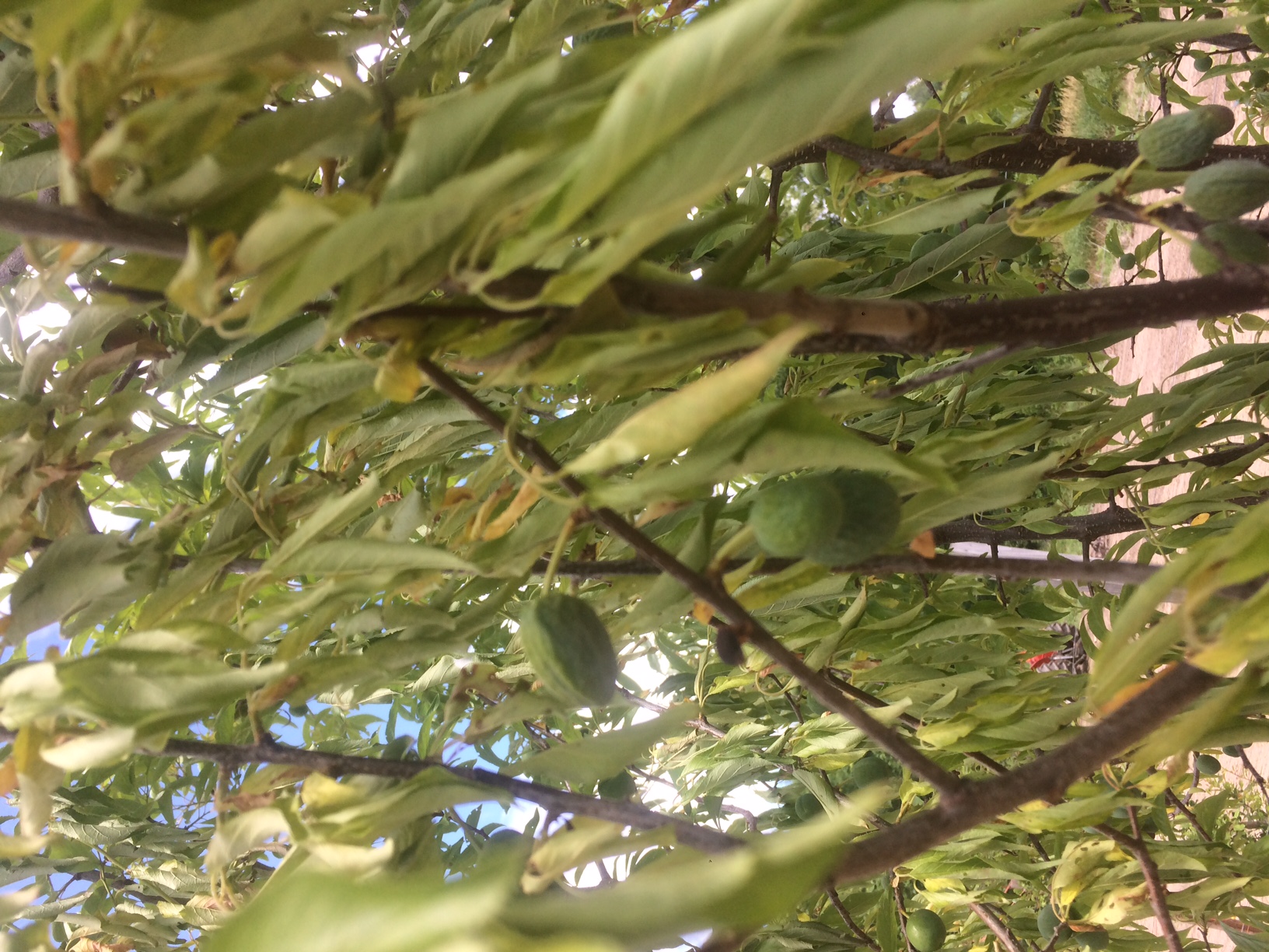 Wilted Leaves & Fruit on Plum Tree PlantDOC