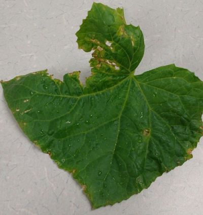 cucumber leaves damaged leaf plantdoc