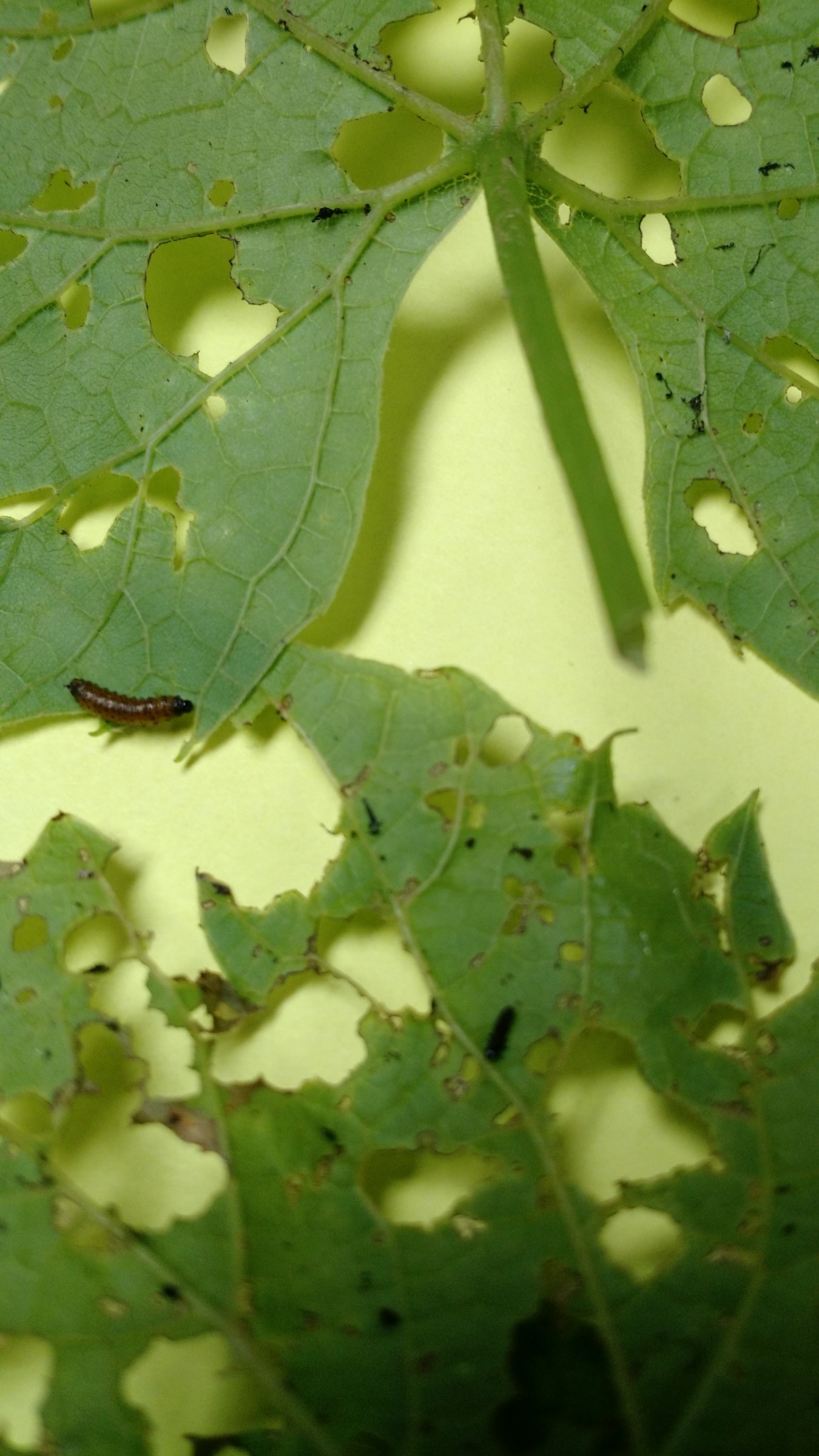 Worm eaten grape leaves PlantDOC