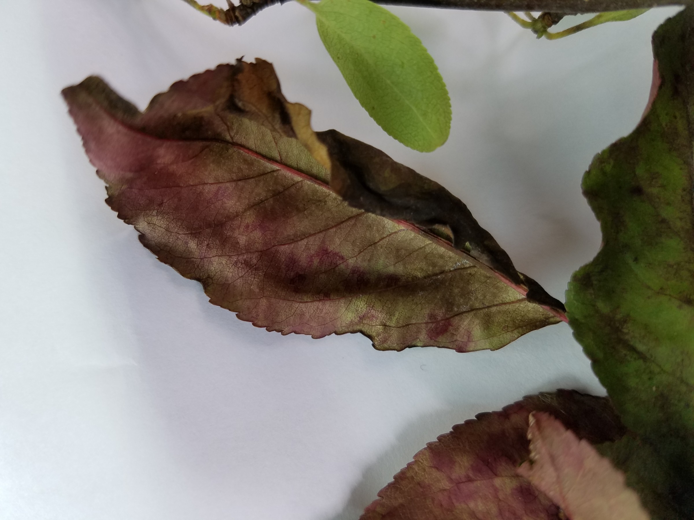 Crabapple Tree Issues