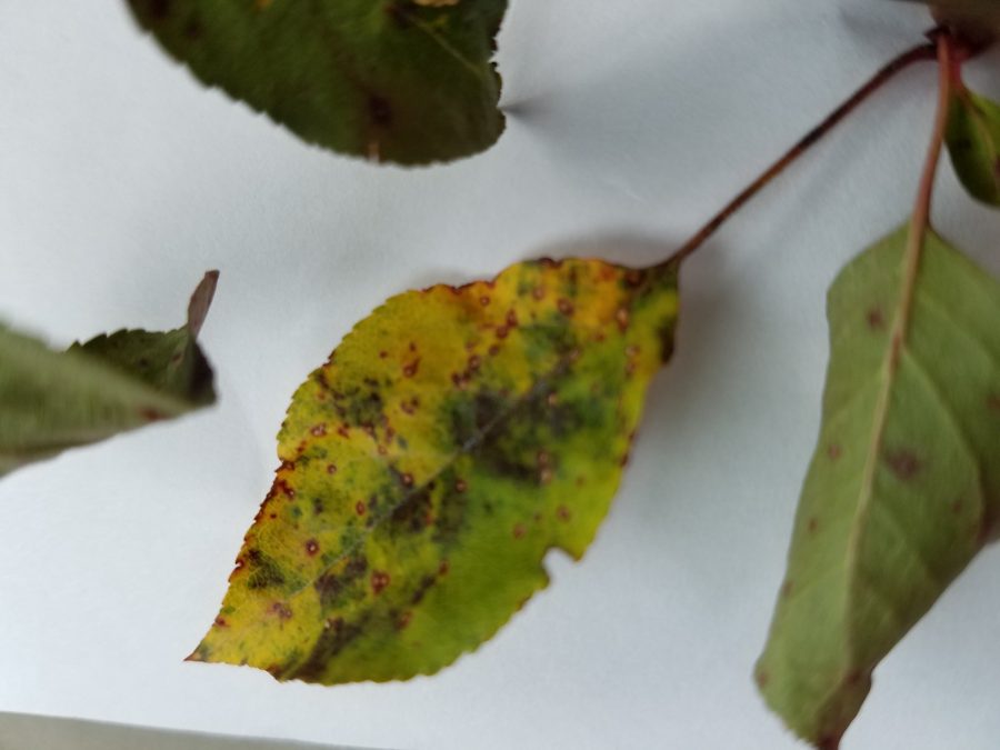Crabapple tree issues PlantDOC