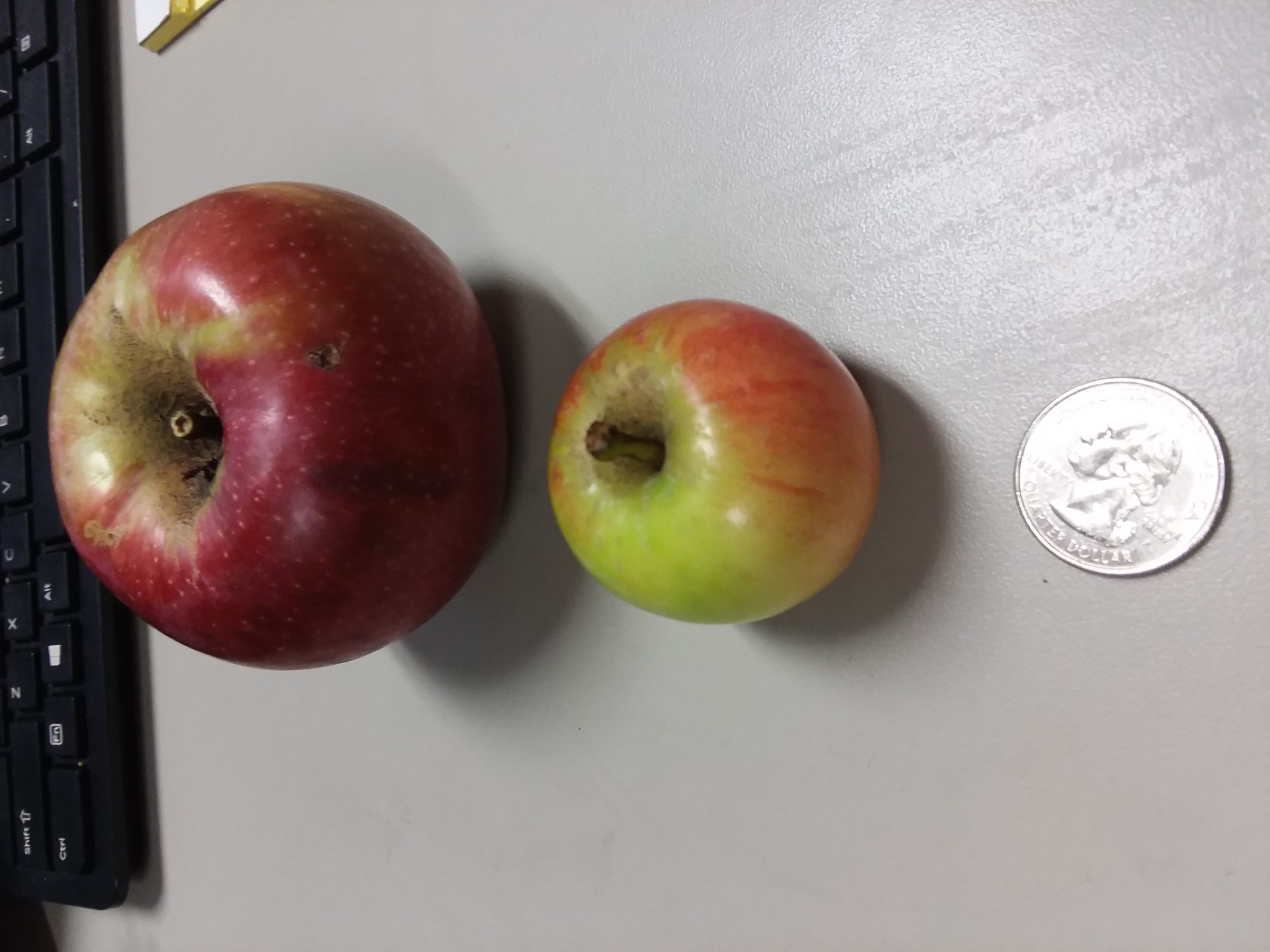 Tiny Apples PlantDOC