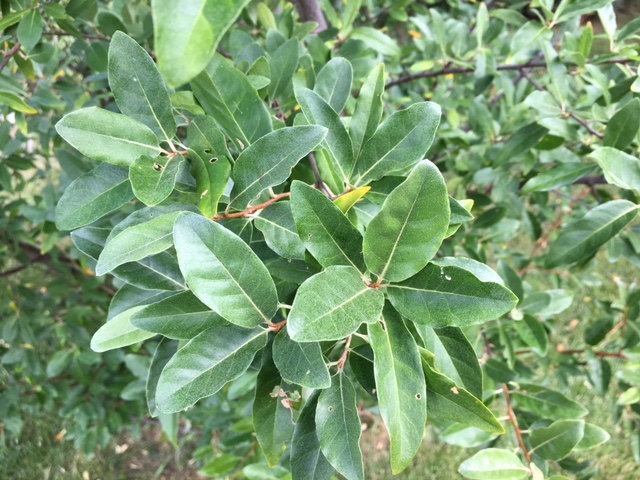 Bush Identification – PlantDOC