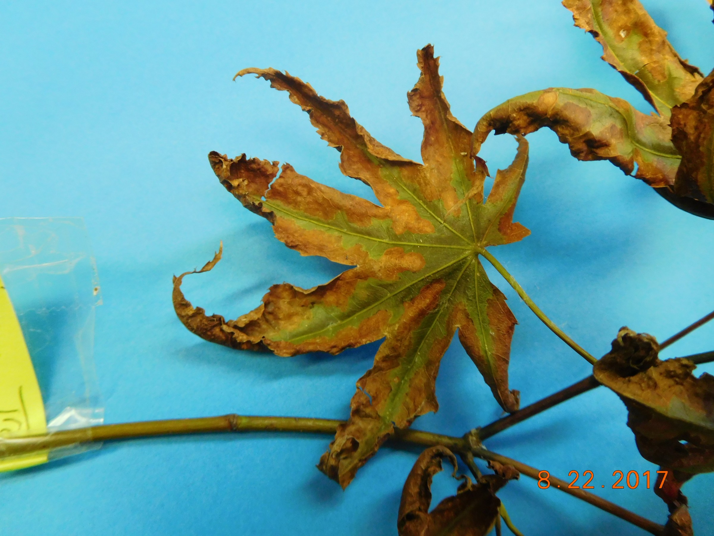 Japanese maple leaf scorch??? – PlantDOC