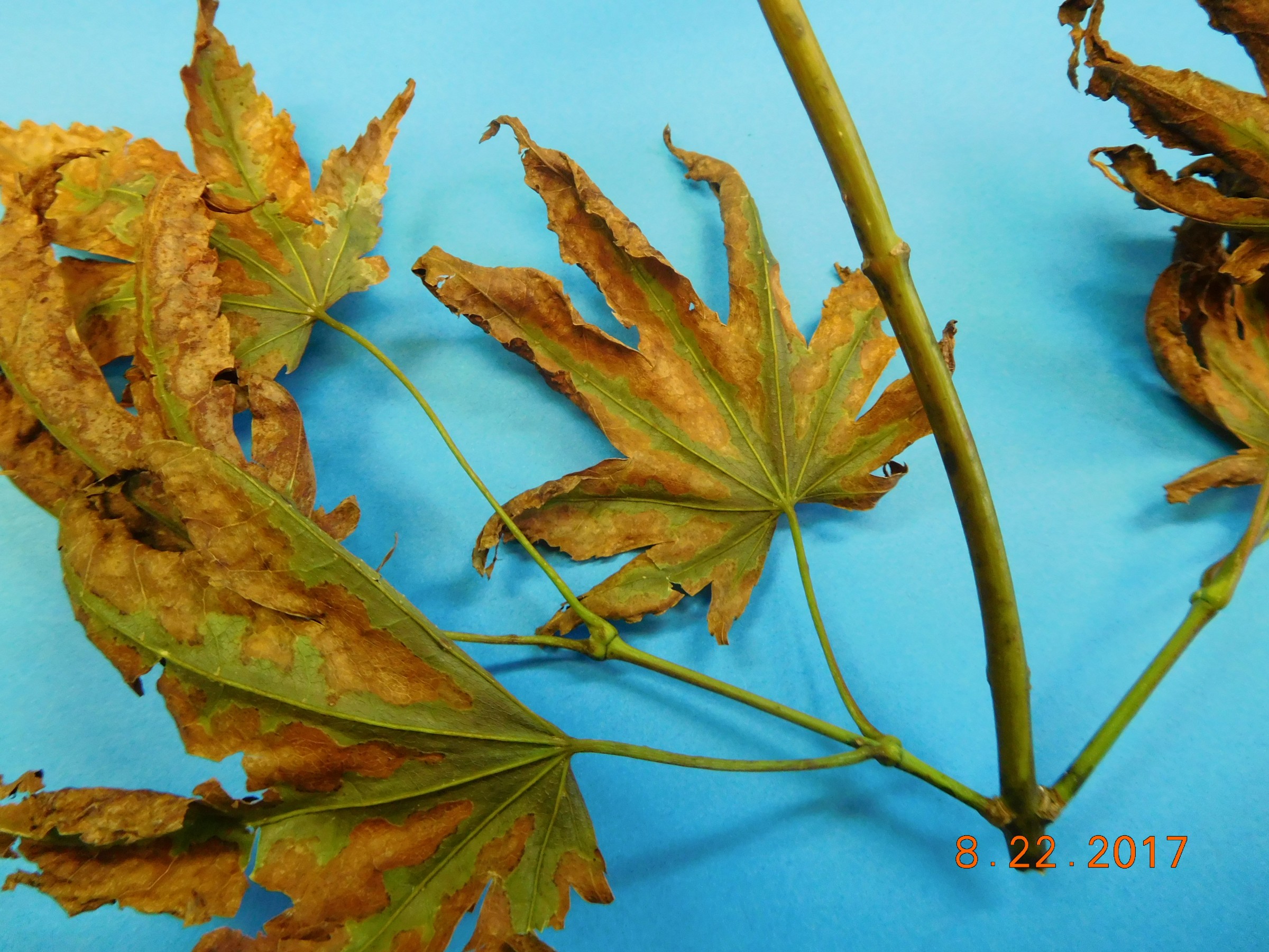 Japanese maple leaf scorch??? – PlantDOC