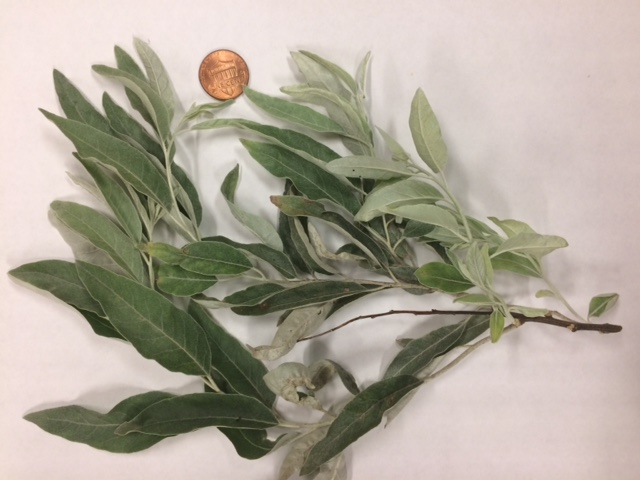 Help ID for Willow-like Tree – PlantDOC