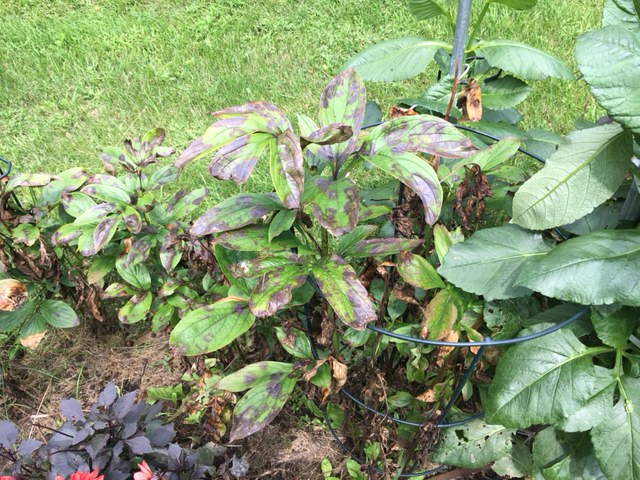 black-spots-on-peony-leaves