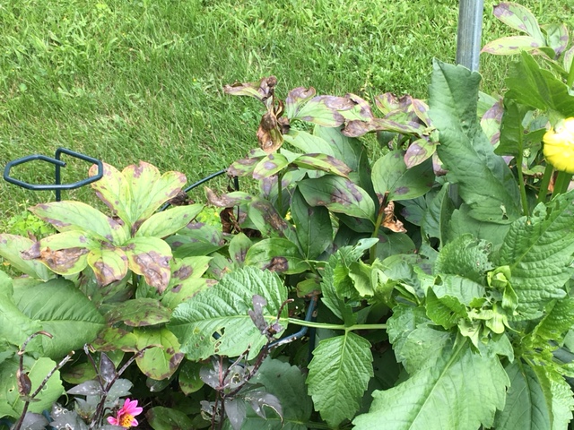 black-spots-on-peony-leaves