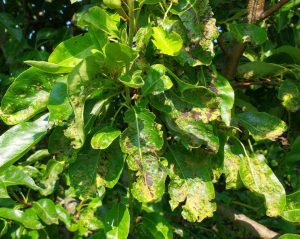 Pear Disease – PlantDOC