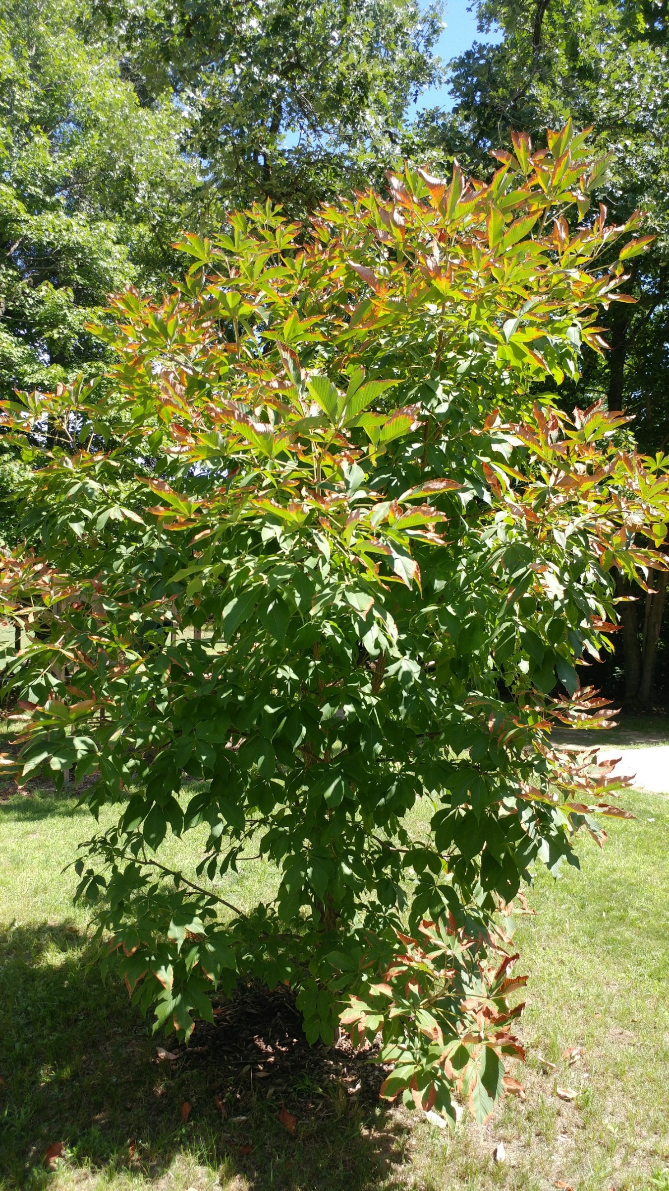 Horse chestnut leaf edges browning on tree PlantDOC