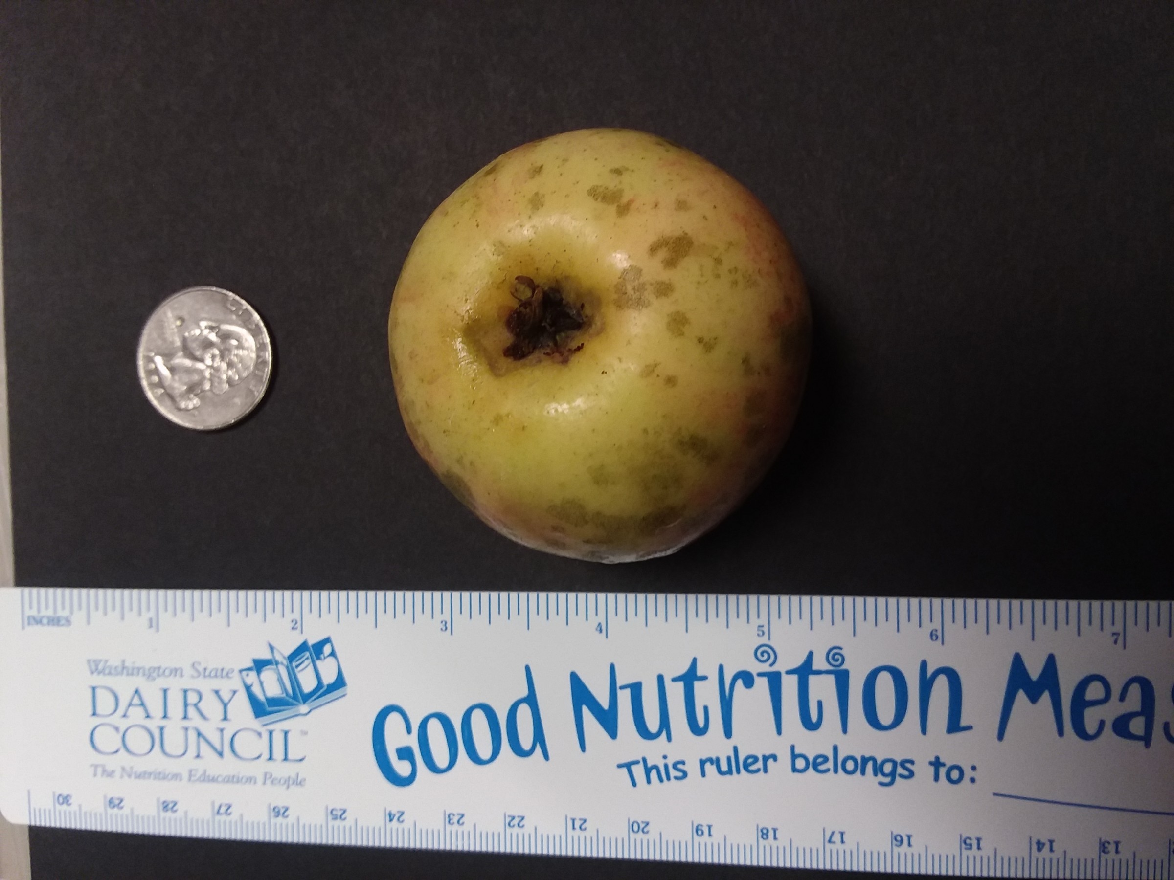 Apple Identifications – PlantDOC