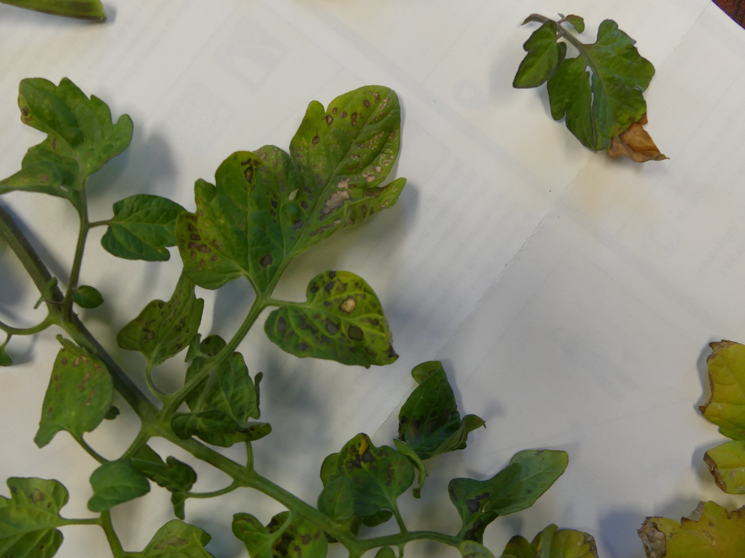 Tomato leaf spots on transplant – PlantDOC