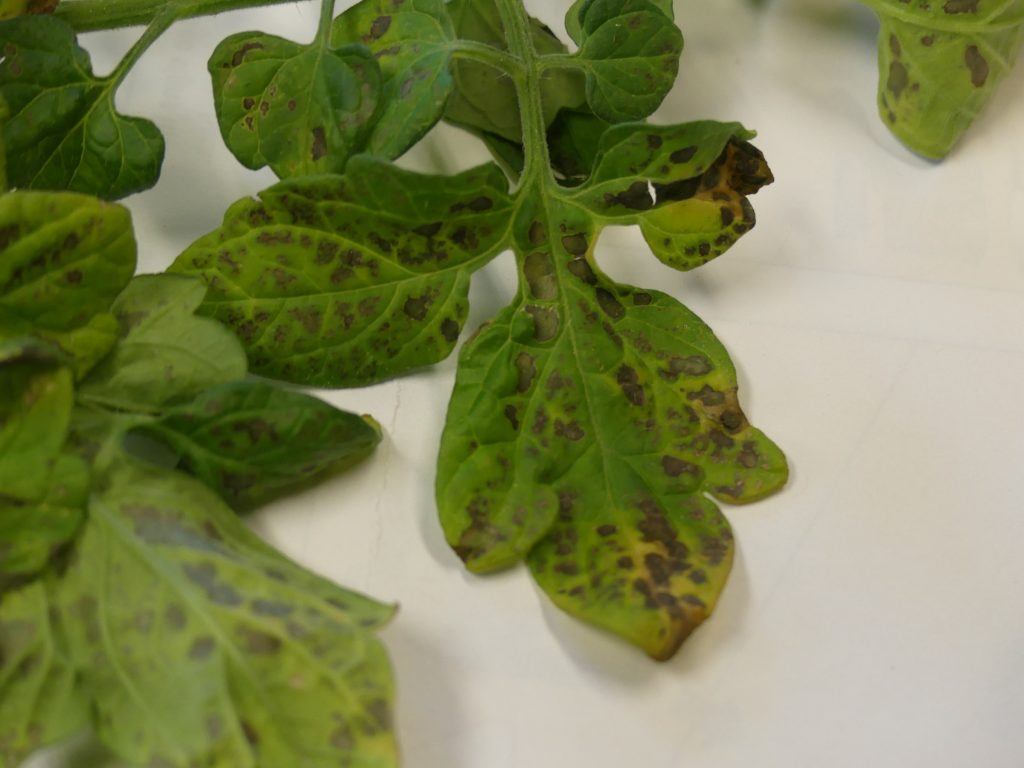 Brown Spots On Tomato Leaves