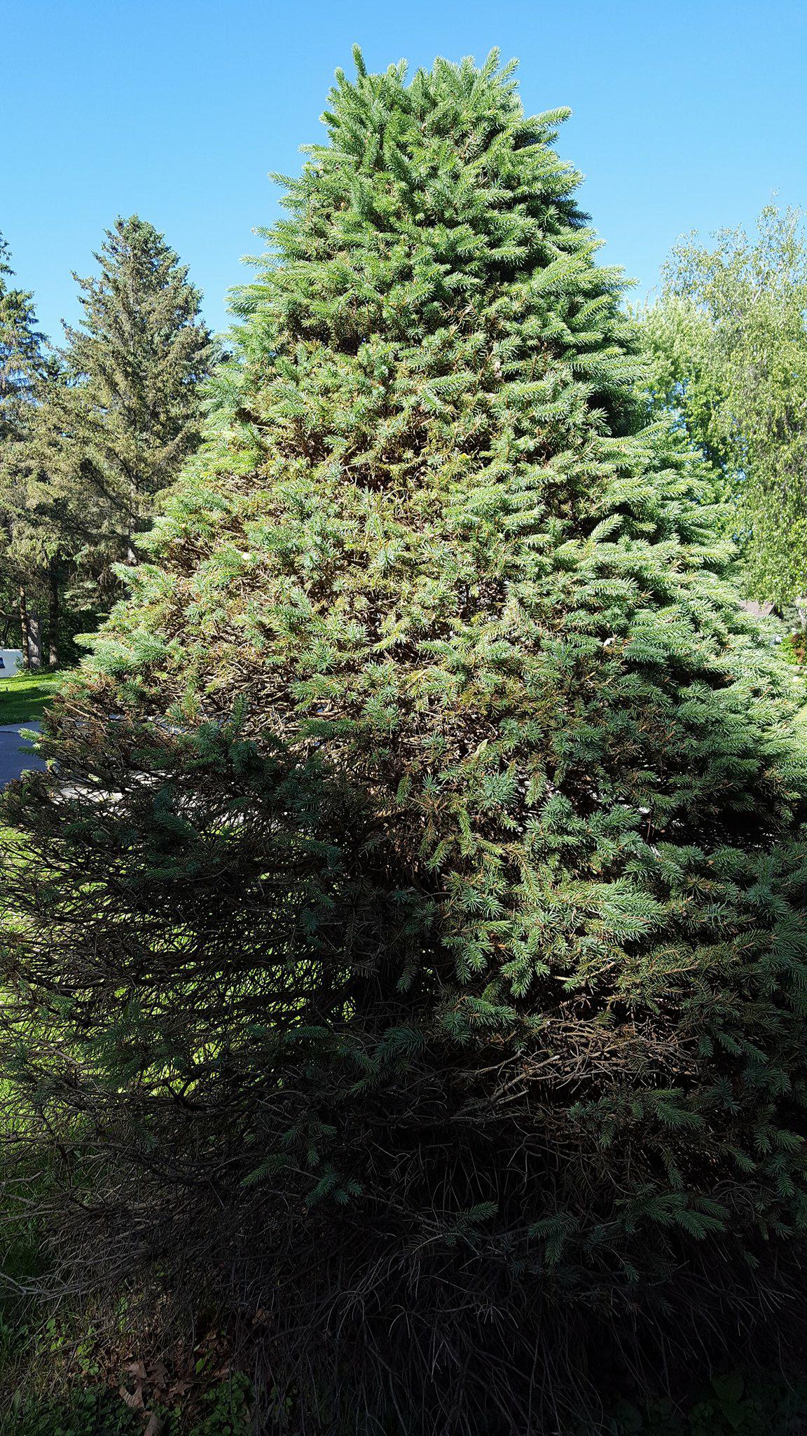 Evergreen tree brown on north side PlantDOC