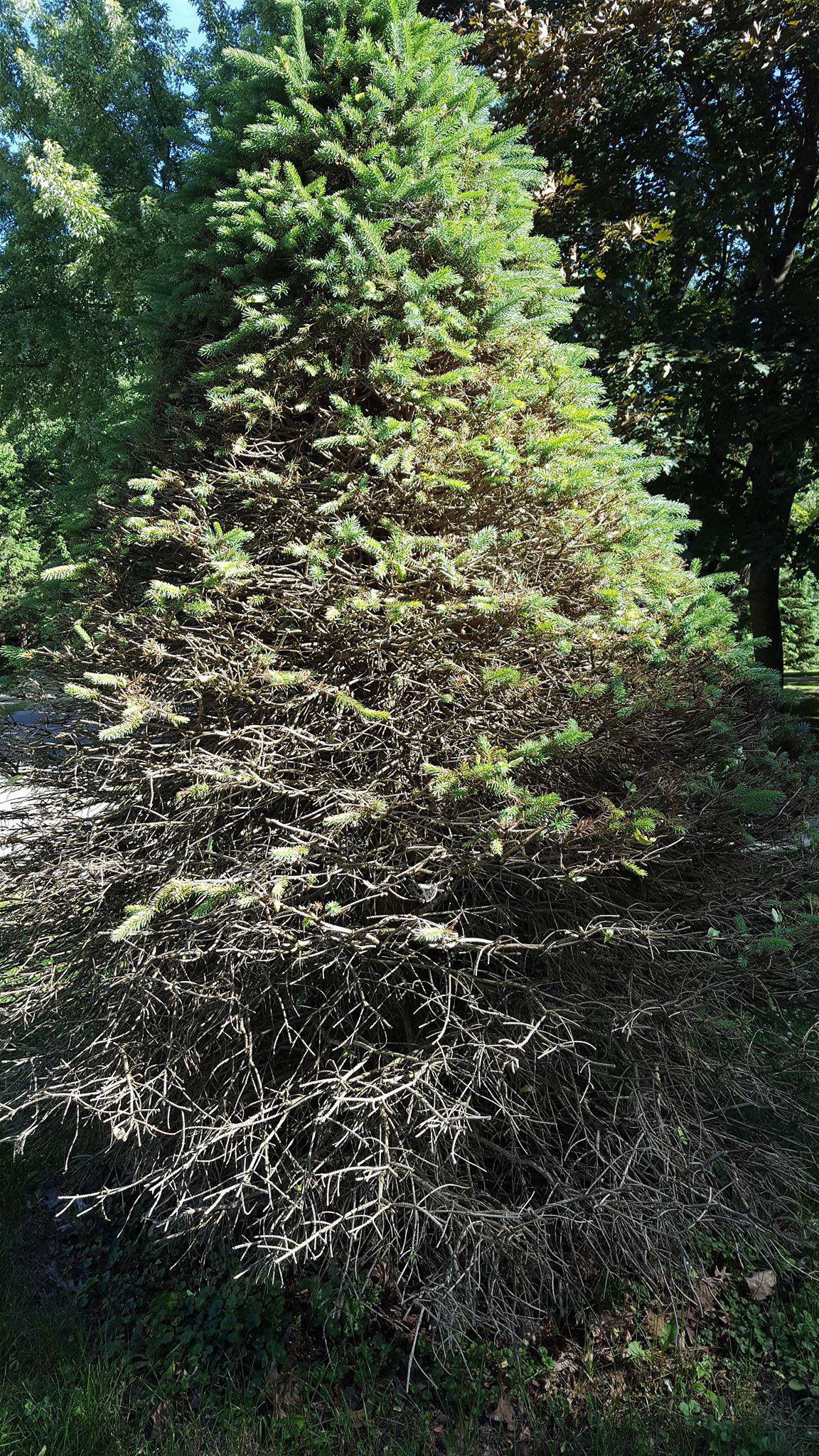 How To Revive A Brown Evergreen Tree at Henry Miller blog