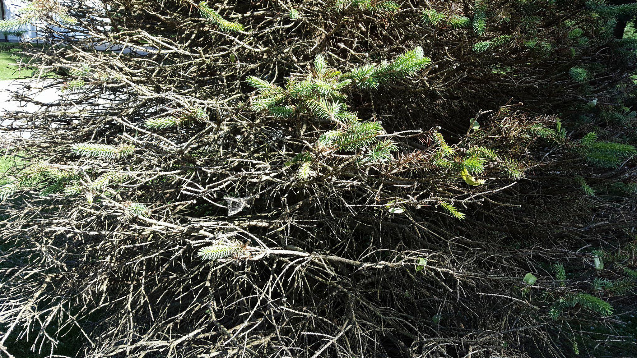 Evergreen tree brown on north side PlantDOC