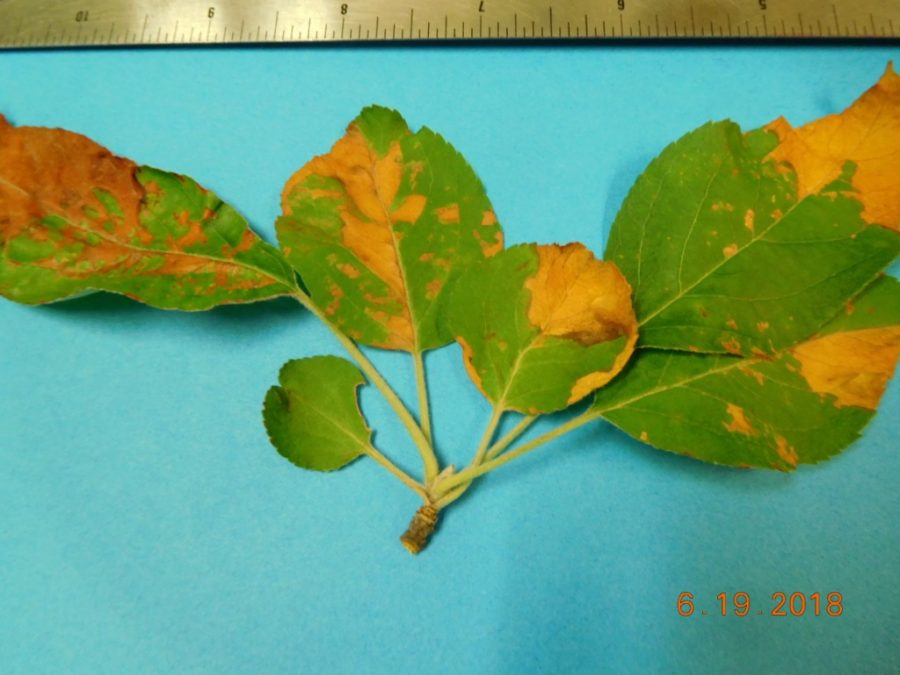 Apple tree leaves PlantDOC