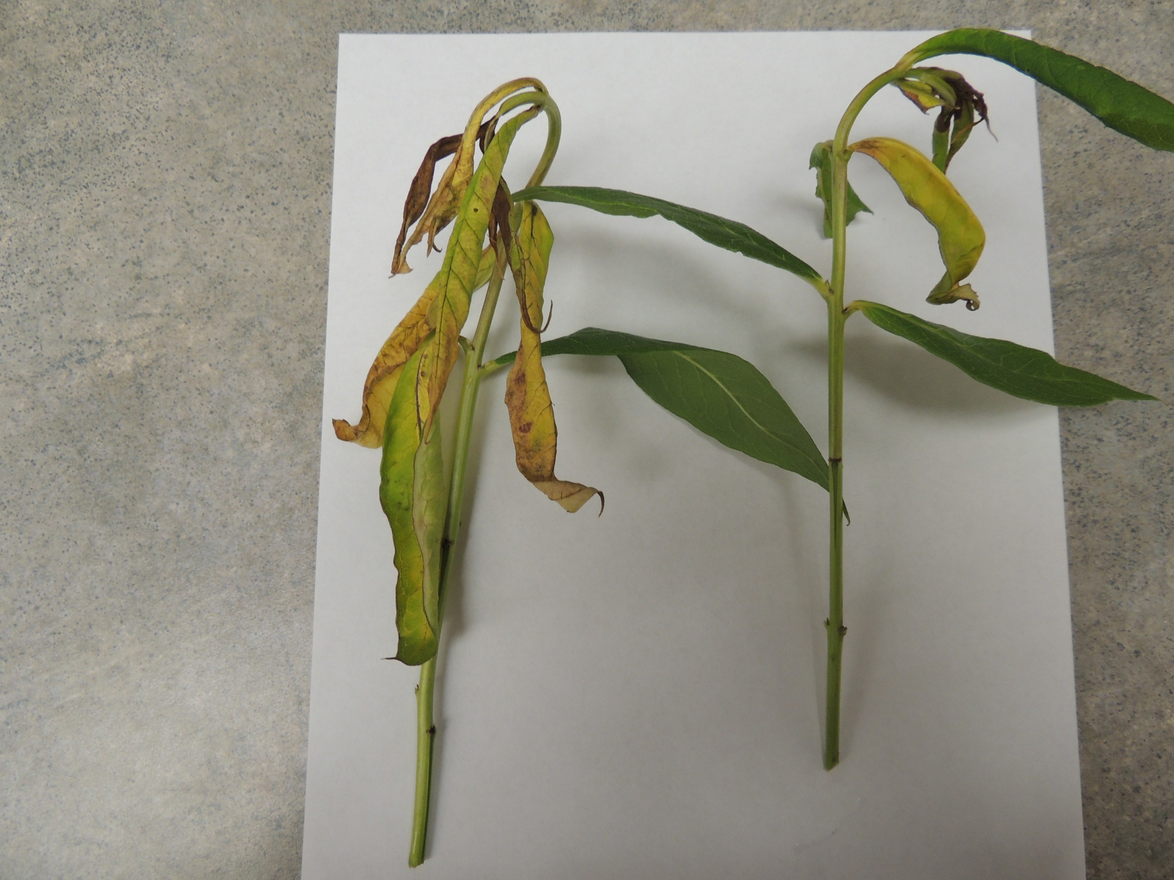 Phlox Dieback PlantDOC
