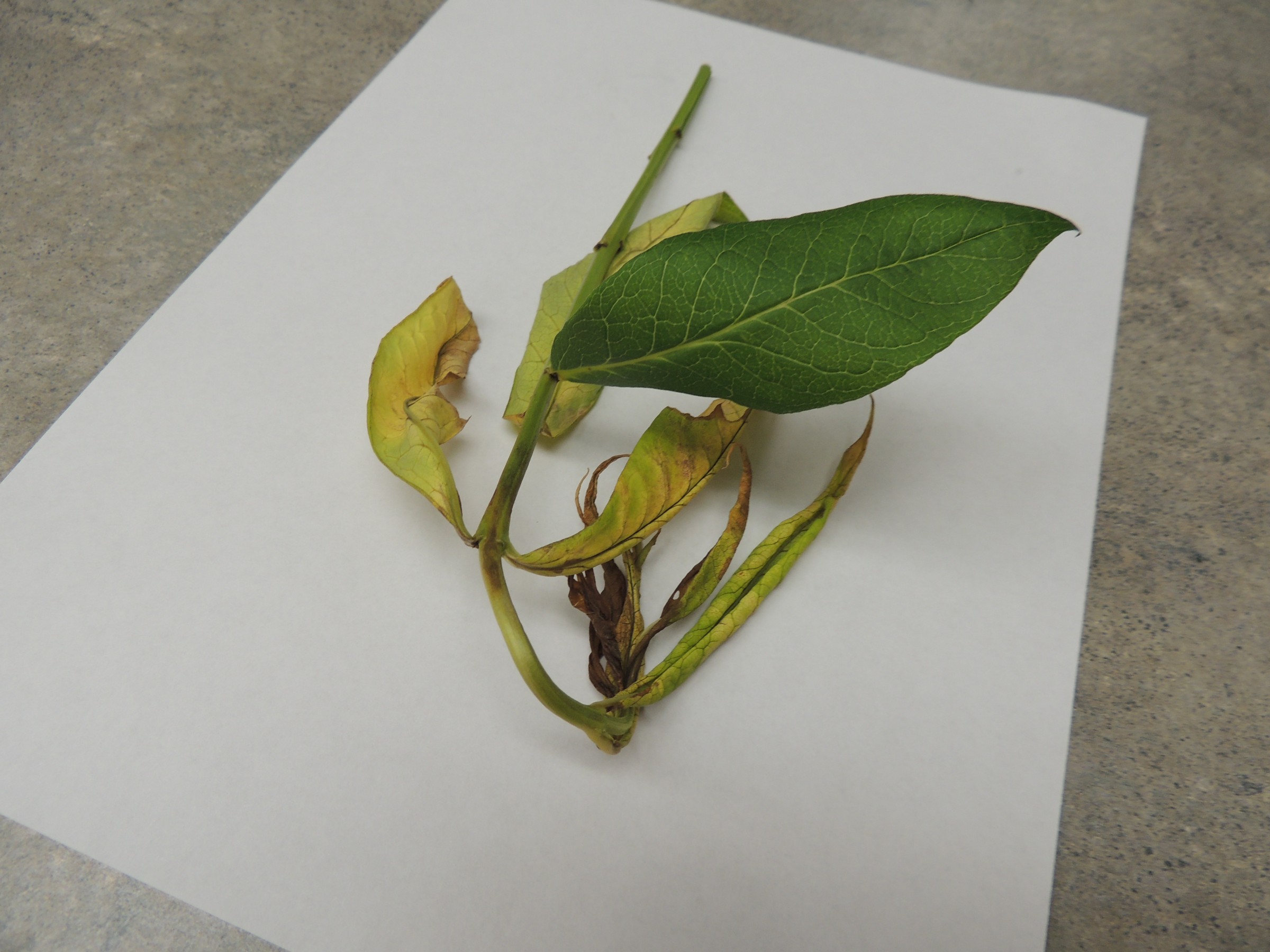 Phlox Dieback PlantDOC
