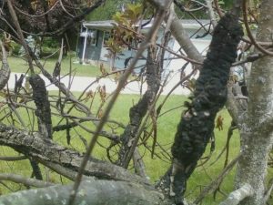 Black knot disease? on choke cherry tree – PlantDOC