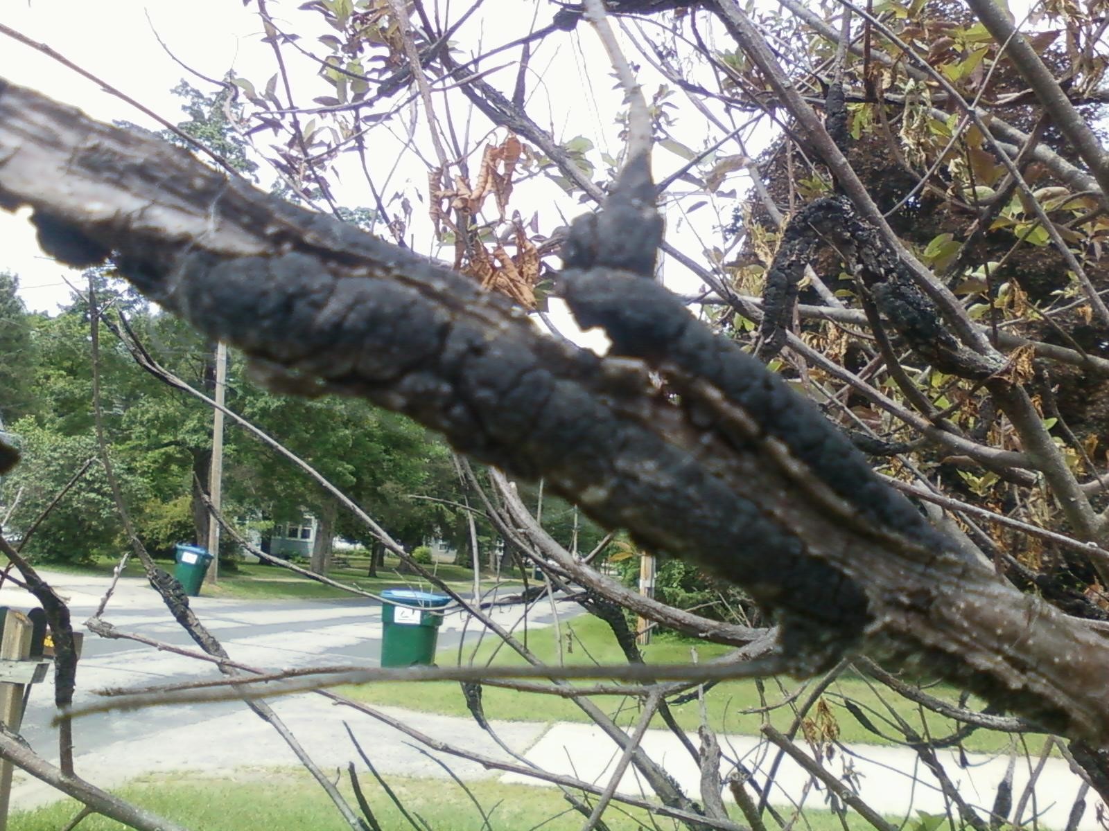 Black knot disease? on choke cherry tree PlantDOC