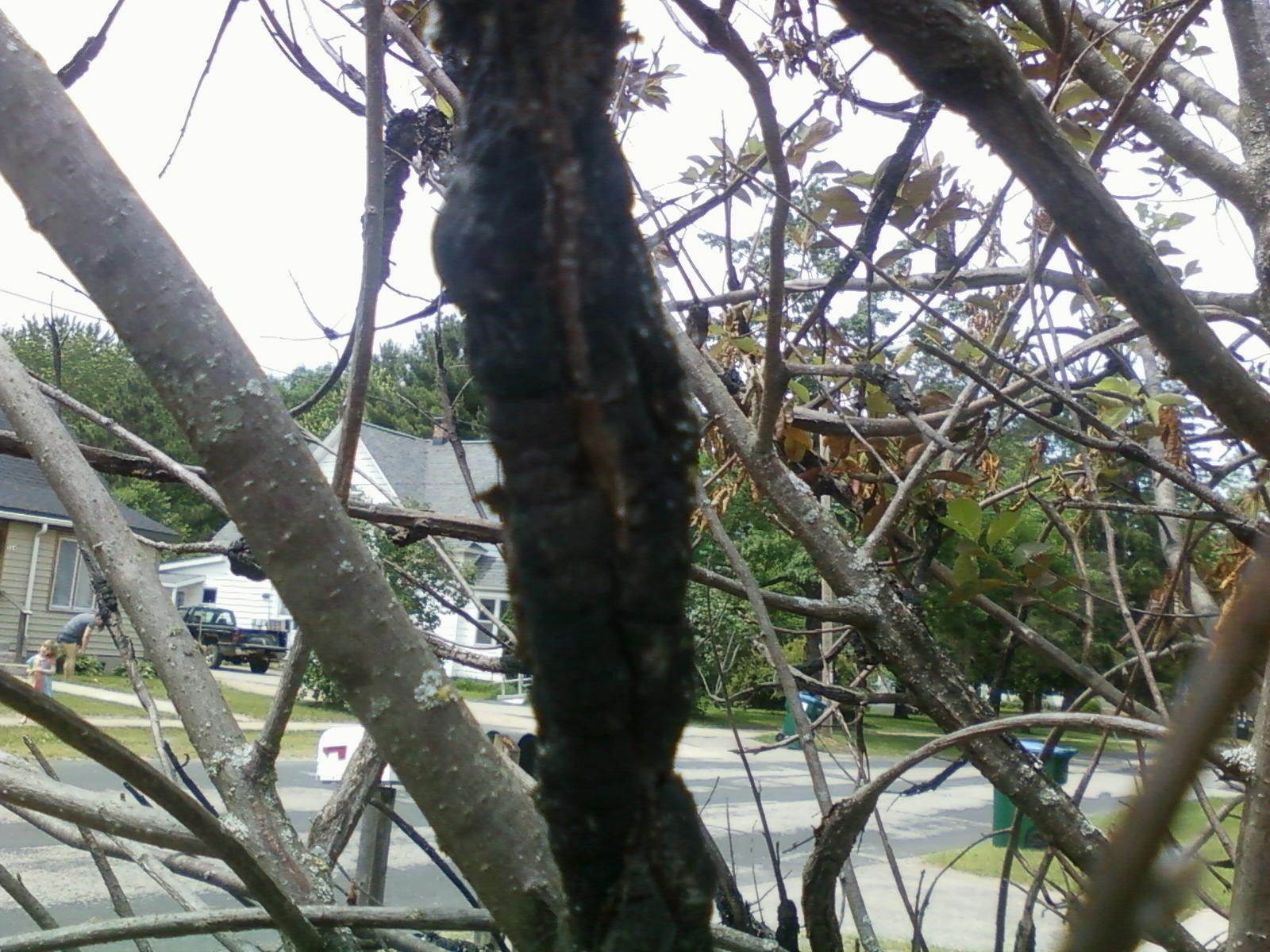 Black knot disease? on choke cherry tree PlantDOC